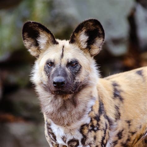 African Wild Dog Free Stock Photo - Public Domain Pictures