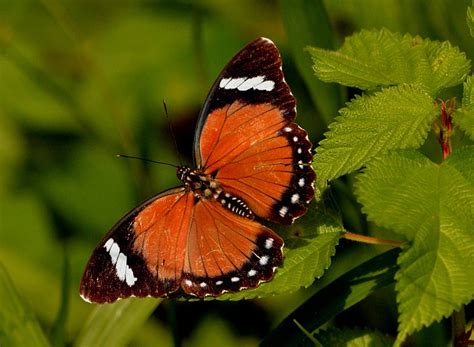 PRIMATE LODGE KIBALE (Kampala) - Lodge Reviews & Photos - Tripadvisor