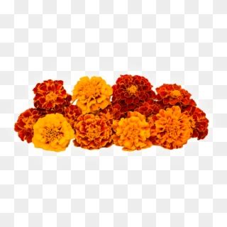 Download Graphics , Png Download - English Marigold Clipart Png ...