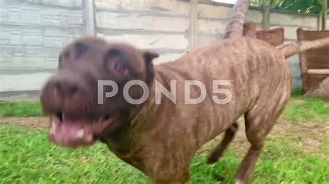 Cane Corso Attack Video