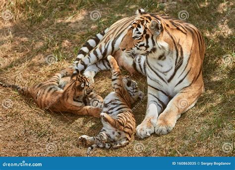 Tiger and cubs stock image. Image of wild, wildlife - 160863035