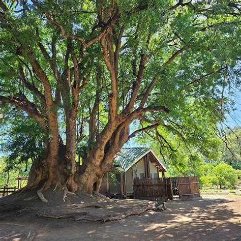 LIMPOPO FOREST TENTED CAMP (Mapungubwe National Park) - Campground ...