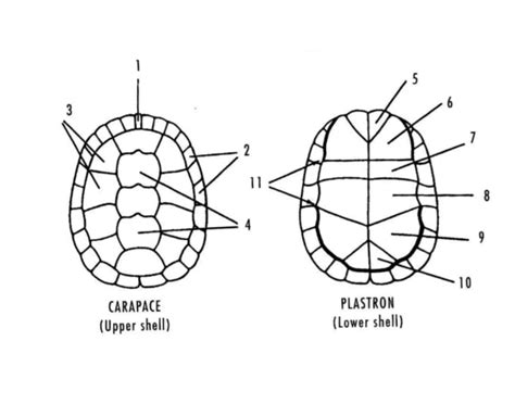 Image result for Turtle Shell Scutes