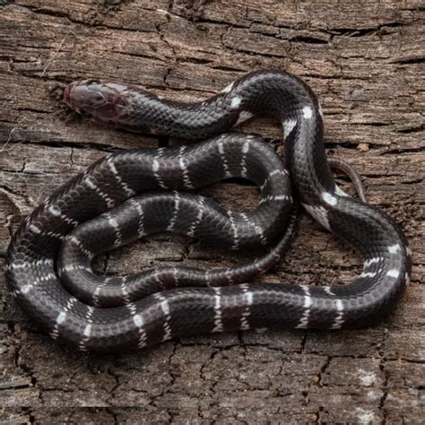 Common krait (Bungarus caeruleus)