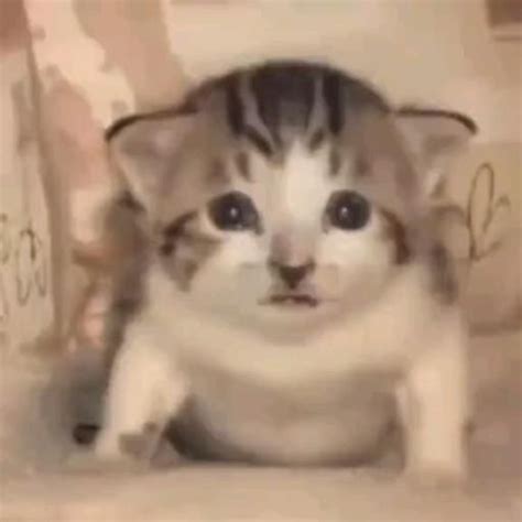 Image result for Cat HTML Code
