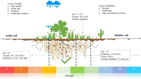 Importance of Soil Ph to Plants - Garden Fill