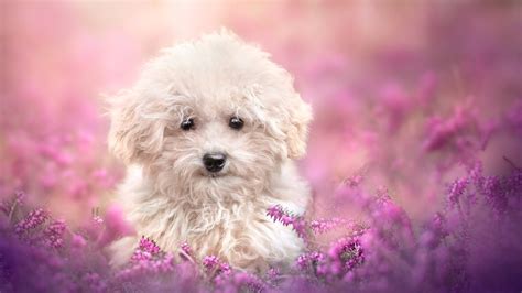 Cute Dogs Wallpapers - 4k, HD Backgrounds on WallpaperBat