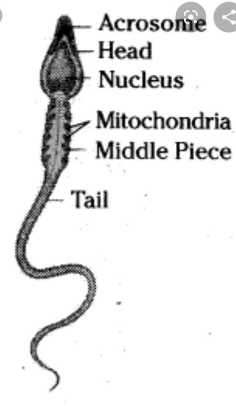 When labelled diagram of human sperm also write how its shape and size ...