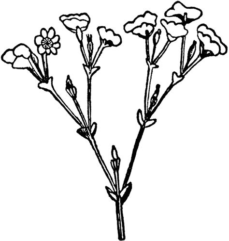 Image result for Cyme Tutorials