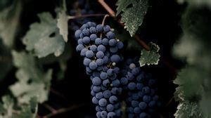 Grapes wallpapers hd, desktop backgrounds, images and pictures