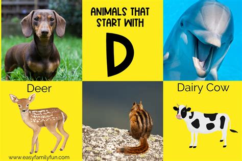 248 Captivating Animals That Start With D - Easy Family Fun- Print-and ...