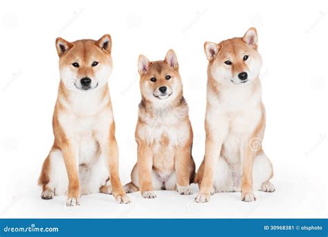 White Shiba Inus