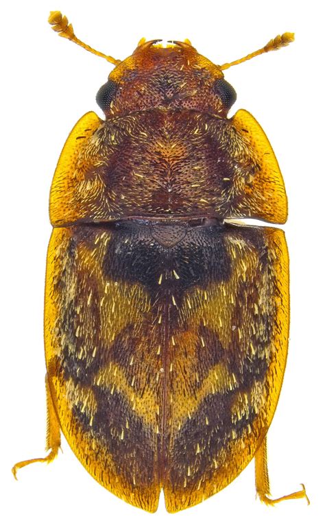 Image result for Microcrypticus Scriptum