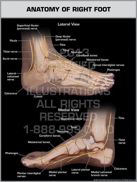 Anatomy of Right Foot