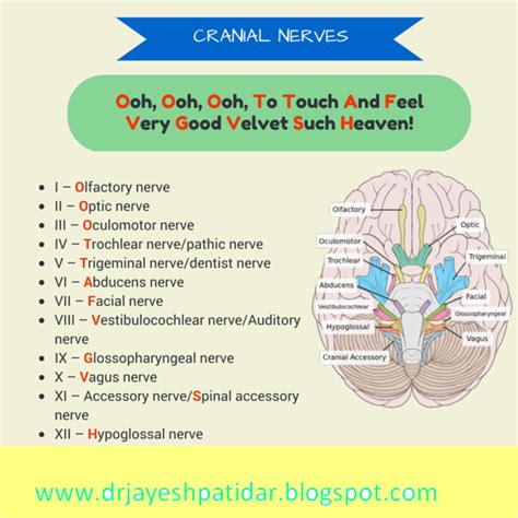 Medical & Surgical Nursing (Mnemonics and Tips) ~ Nursing Path
