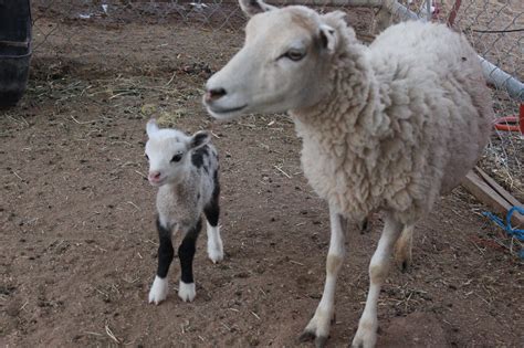 Rare 'geep,' from sheep, goat pairing, born in Arizona