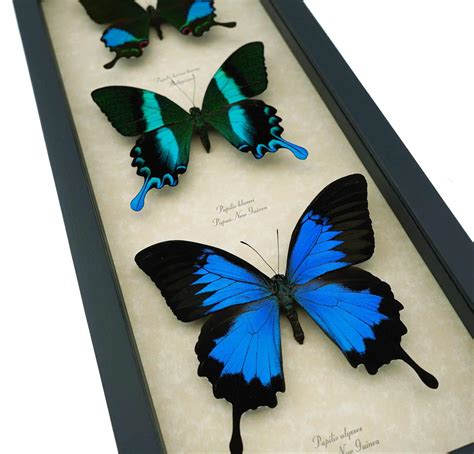 Butterfly Trio Papilio Ulysses Blumei Karna - Framed Peacock