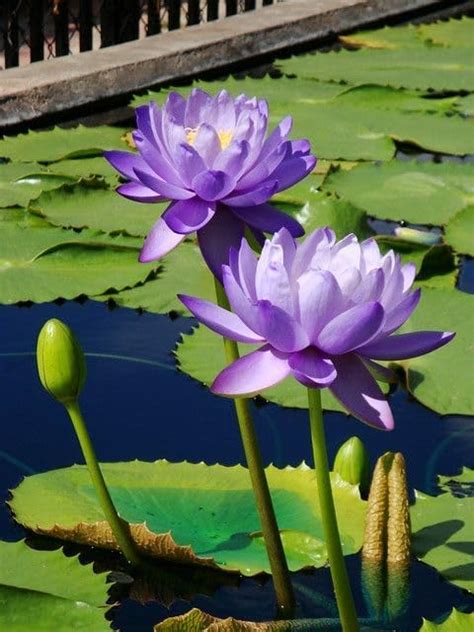BeGrin Lotus Flower Plant Tuber Bulb Nelumbo nucifera for Home Decor ...