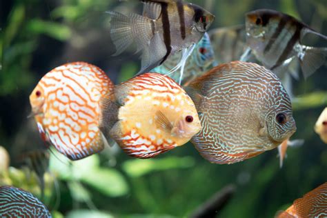 Image result for Discus Fish Care Guide