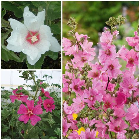 Cottage Garden Perennials 的图像结果