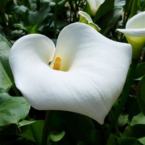 Buy arum lily Zantedeschia aethiopica 'Crowborough': Delivery by ...