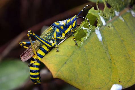 Indiana Locust 的图像结果