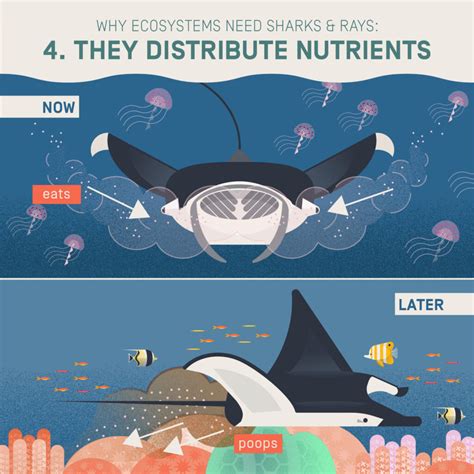 Why ecosystems need sharks & rays - Save Our Seas Foundation