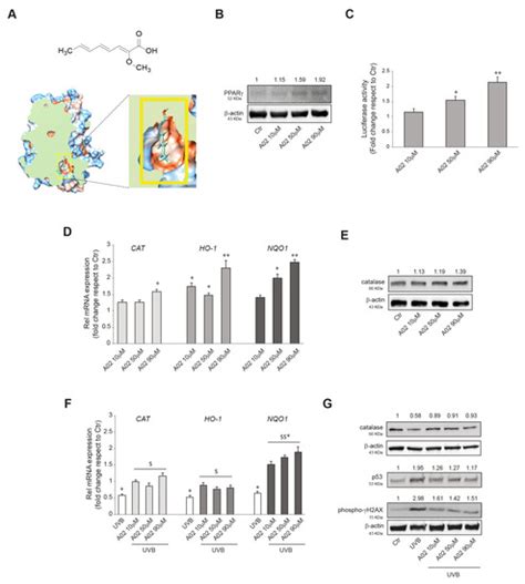 The Activation of PPARγ by (2Z,4E,6E)-2-methoxyocta-2,4,6-trienoic Acid ...