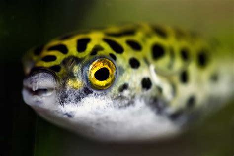 Figure 8 Puffer: A Complete Profile And Care Guide