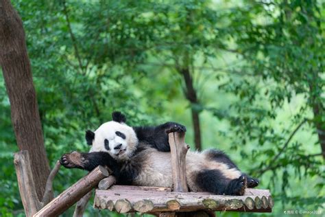 2022成都大熊猫繁育研究基地-旅游攻略-门票-地址-问答-游记点评，成都旅游旅游景点推荐-去哪儿攻略