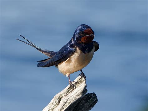 Barn Swallow | BirdForum