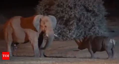 Terrifying brawl between an elephant and a rhino amazes the internet ...