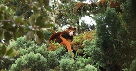 Image result for Kangaroo Evolution Tree