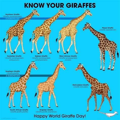 June 21 | Giraffe facts, Giraffe species, Giraffe