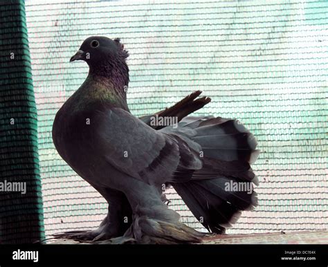 Fantail pigeon hi-res stock photography and images - Alamy