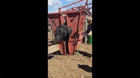 Exploding Cow Abscess 的图像结果