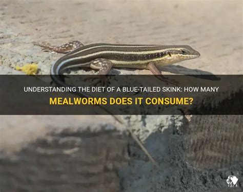 Understanding The Diet Of A Blue-Tailed Skink: How Many Mealworms Does ...