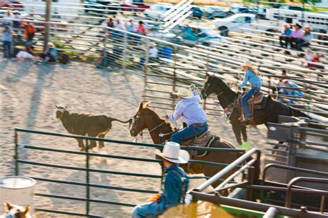 Image result for Team Roping Rodeo