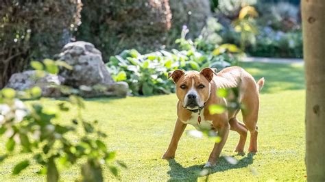 Image result for Dogs Getting Abused