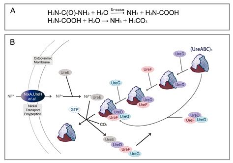 Nitrogen Acquisition Strategies Mediated by Insect Symbionts: A Review ...