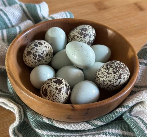 How Long Until Quail Start Laying Eggs