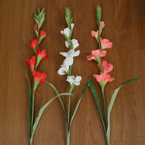 Gladiolus flower