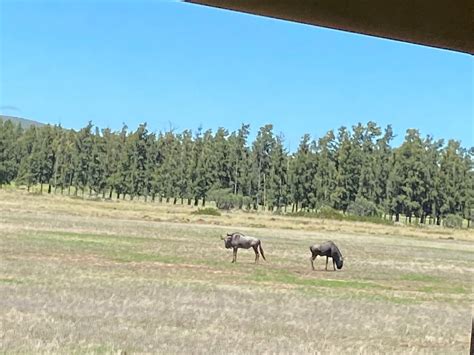 BONTEBOK RIDGE RESERVE - All You Need to Know BEFORE You Go 2026 (with ...