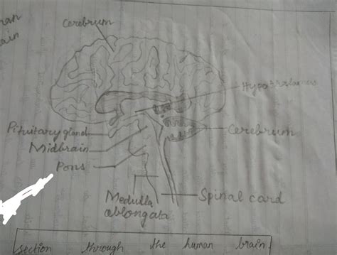 What is hind brain and explain with example - Brainly.in