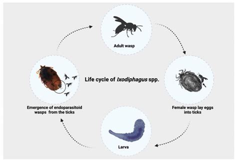 The Role of Parasitoid Wasps, Ixodiphagus spp. (Hymenoptera: Encyrtidae ...
