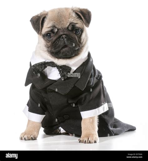 Pugs In Tuxedos