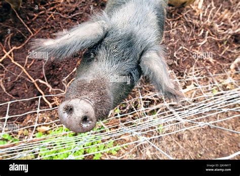 free-range alpine pig, breeding farm, Tyrol, Austria Stock Photo - Alamy