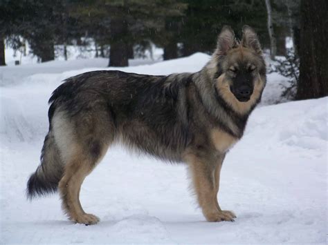 American Alsatian Dog Breed Complete Guide - A-Z Animals