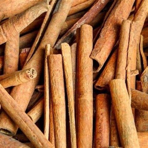 Cinnamomum Verum Dalchini Plant