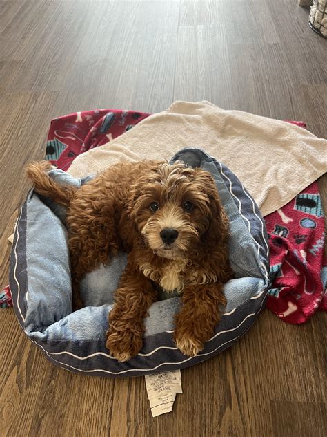 Cavapoochon Full Grown